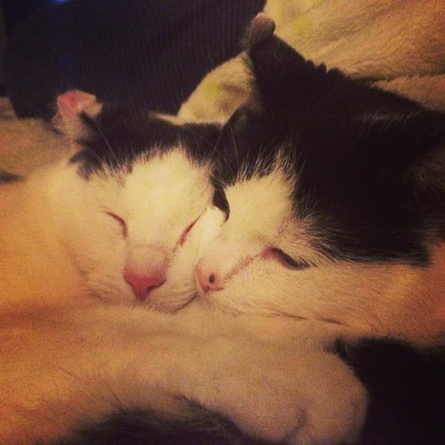 Geschwisterliebe #catcontent #catso