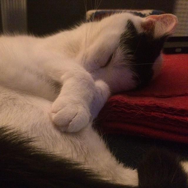Schnecki schläft auf Dingen. #catc
