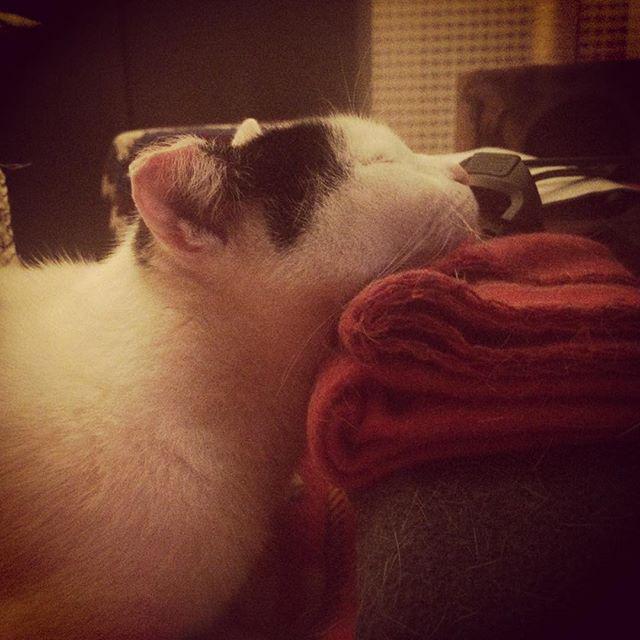 Schnecki schläft auf Dingen. #catc