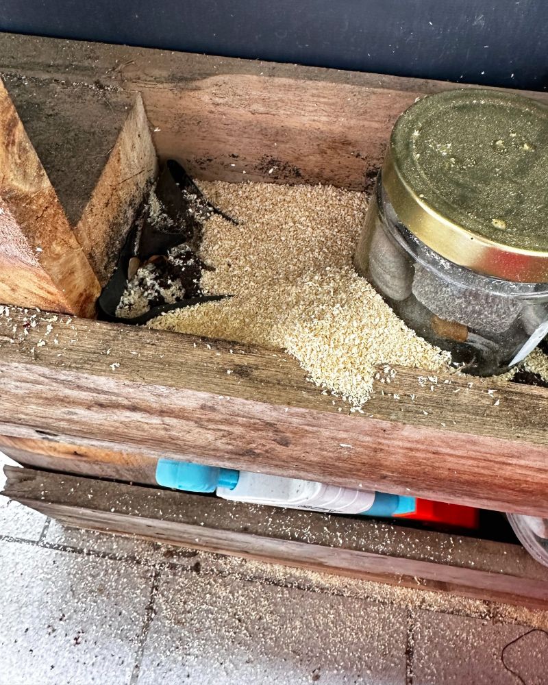 Die Holzmehlhäufchen in unserer ehemaligen Gewürz-Europalette werden immer größer